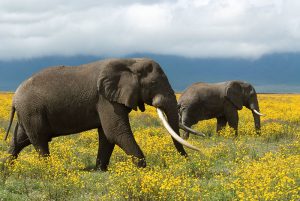 Two African elephant (Loxodonta africana) roaming the flowery grass land.