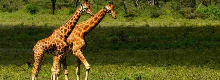 The Baringo Giraffe – Will The Baringo Giraffe survive? – Lekato Safaris