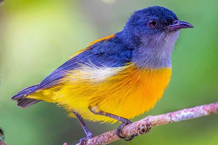 Birds, Tanzania