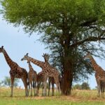 Baringo giraffe