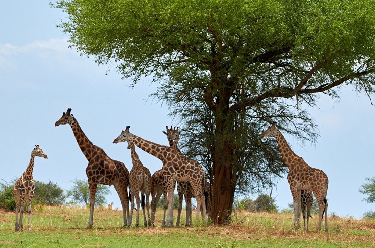 Baringo giraffe