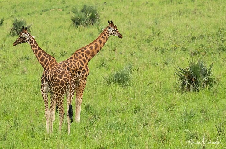 Giraffe