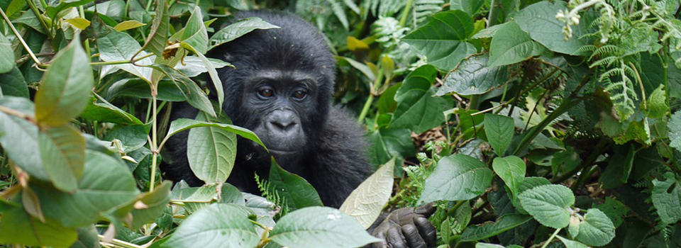 Gorilla, Safari, Lakato safaris