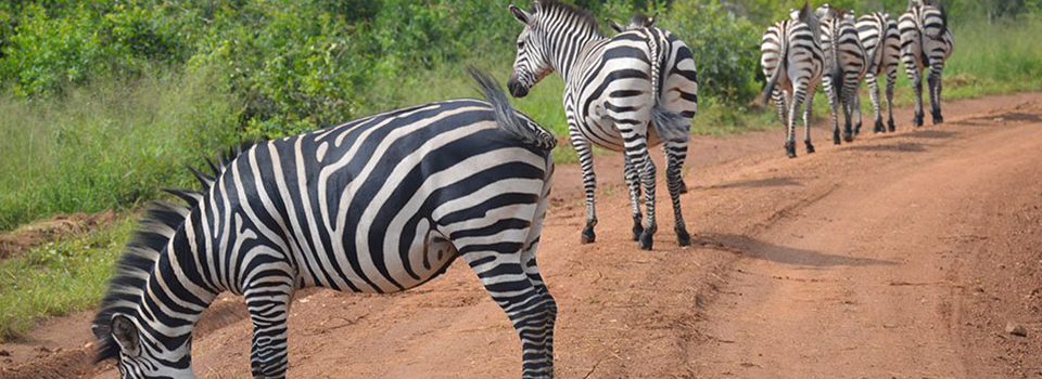 Zebras, Uganda,  Burchell's 