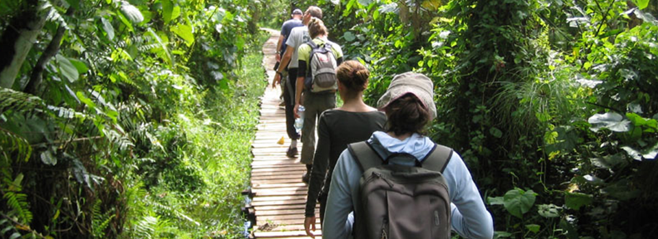 Kibale National Park, Chimpanzee