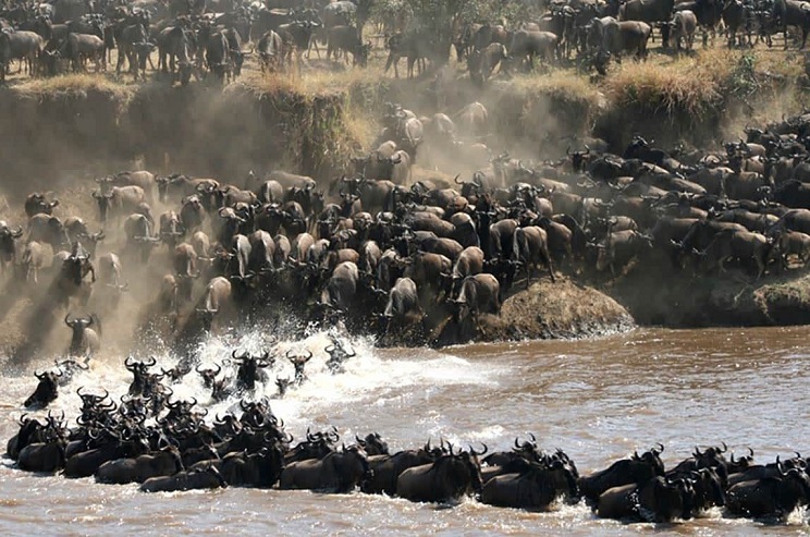 wildebeest migration