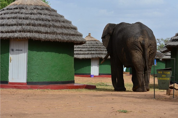 Elephant, Kidepo, National park