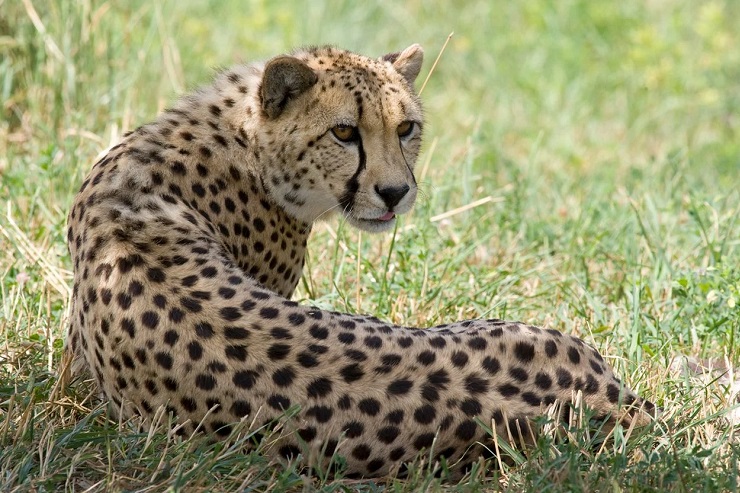 Wildlife, Cheetah, Racy cat, Uganda