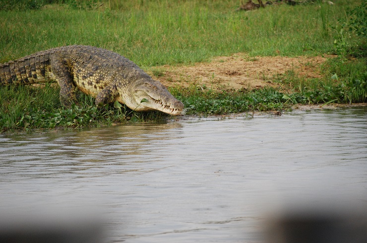 Nile crocodile, Nile, Crocodile