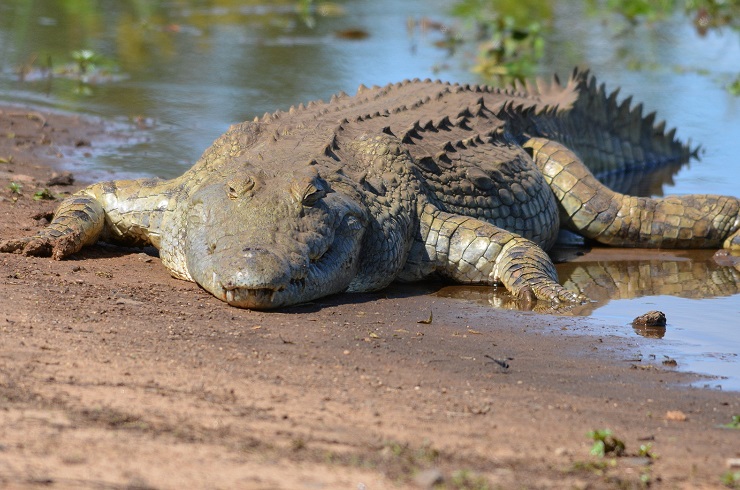Nile crocodile, River