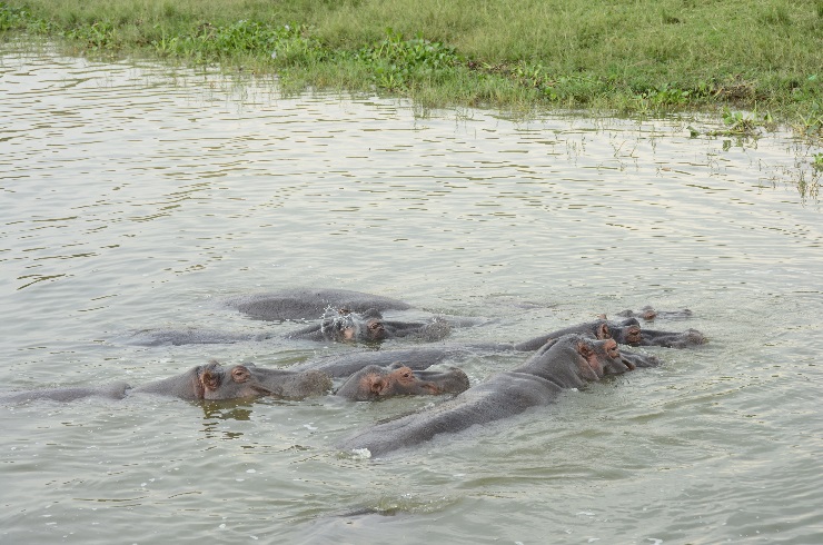 Hippo, Hippopotamus, Uganda