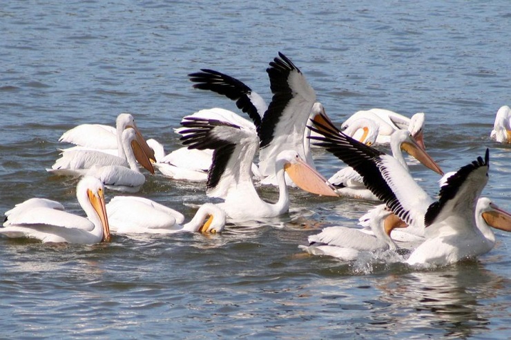 Pelican, Lakato safaris