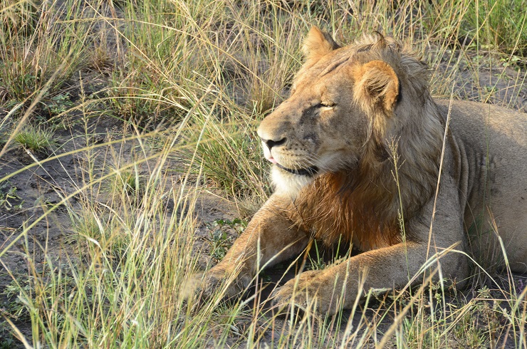 Queen Elizabeth National Park, Lion