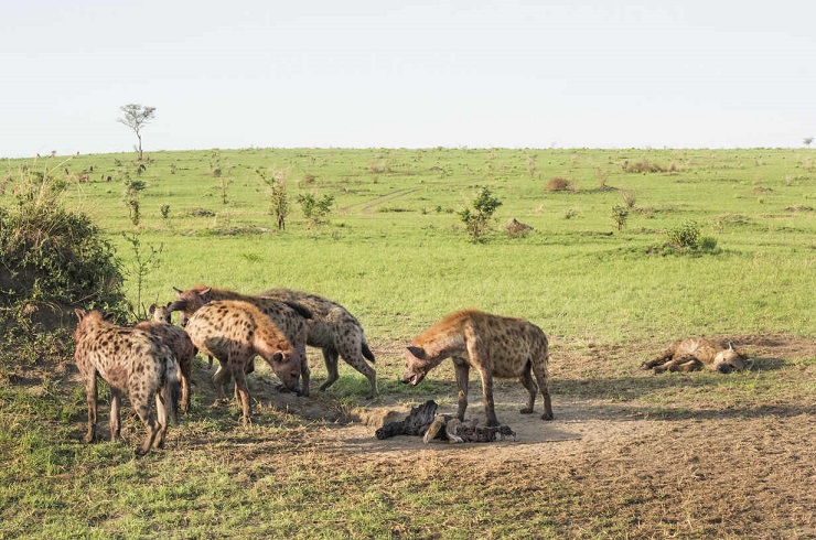 Spotted hyenas