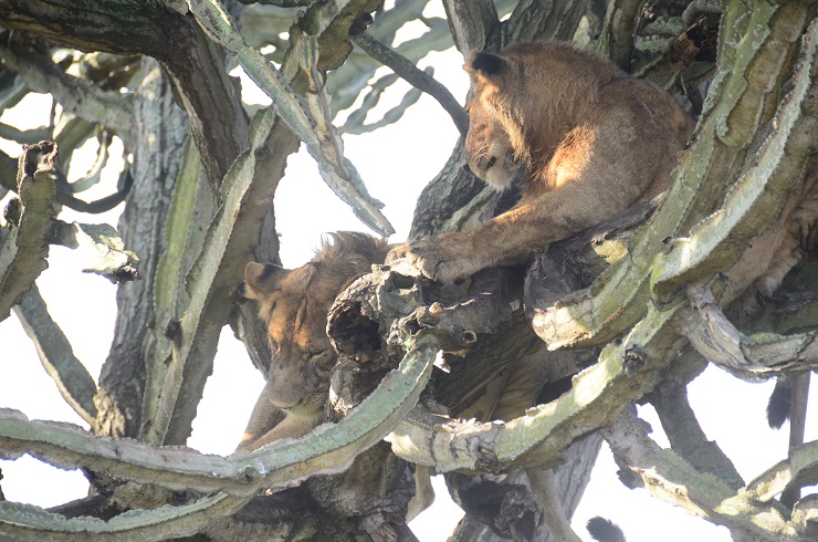 Tree climbing lions, Isasha, Queen Elizabeth, Queen Elizabeth National park, National Park, Park