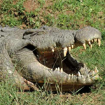 The Nile Crocodile (CrocodilusNiloticus)