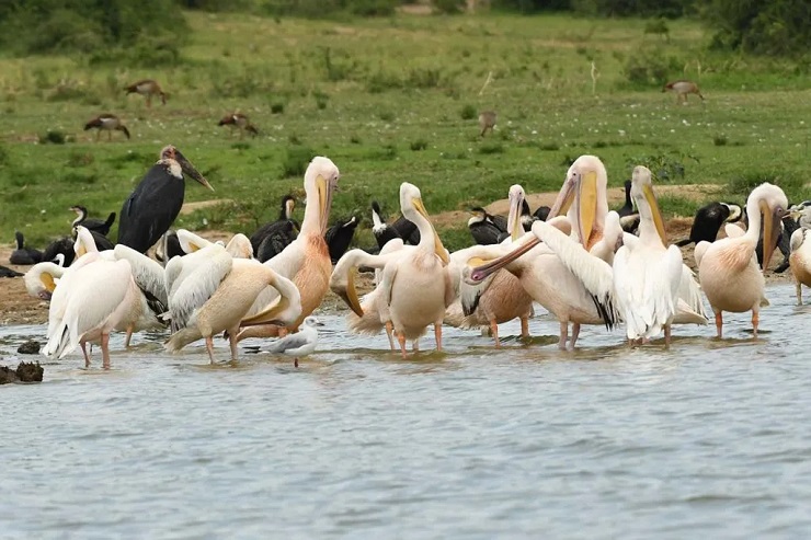 Pelicans