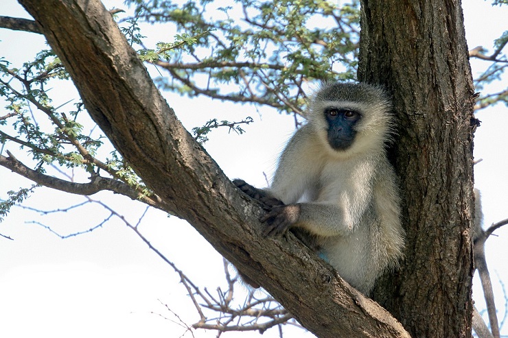 The vervet monkey, Uganda