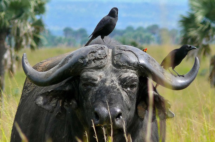 African Bufallo, Africa, Uganda