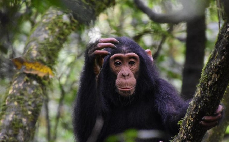 Chimpanzee, Lakato Safaris, Uganda, Africa