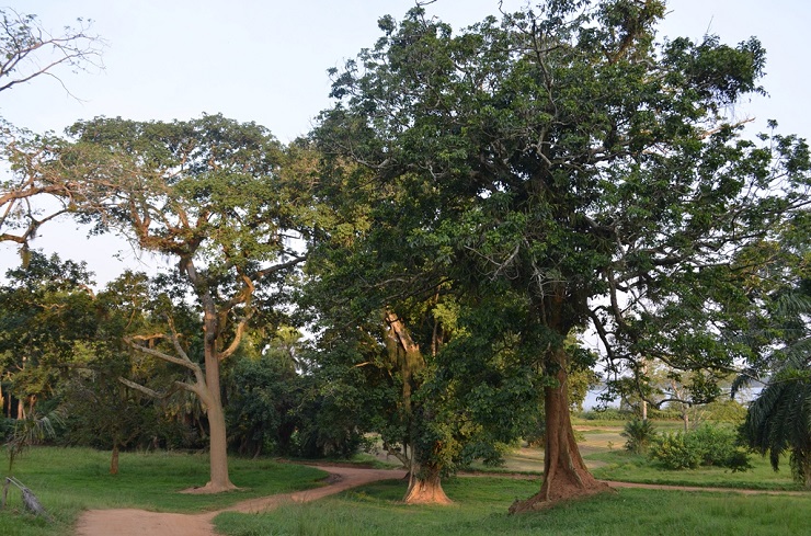 Entebbe botanical gardens, Gardens, Botanical, Airport, Uganda, Lakato safaris