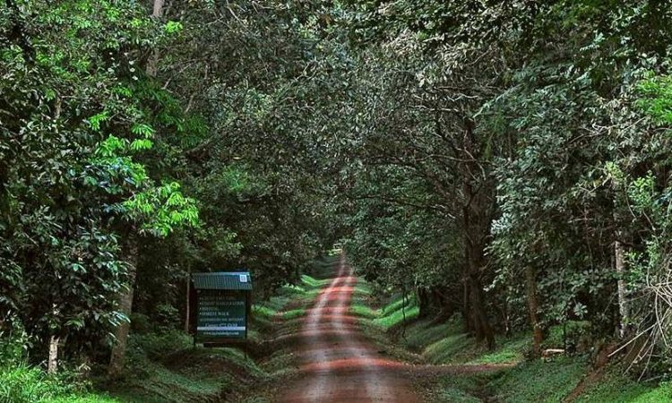 Budongo, Forest, Budongo forest