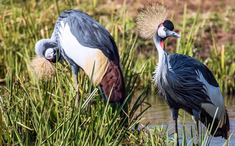 Crane, Africa, Lakato safaris