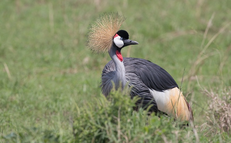 Crested Crane, National bird, Uganda, Crested crane