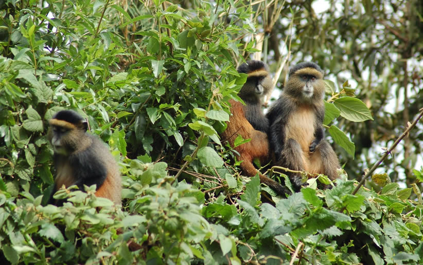 Uganda Wildlife Authority, Bwindi Impenetrable National Park