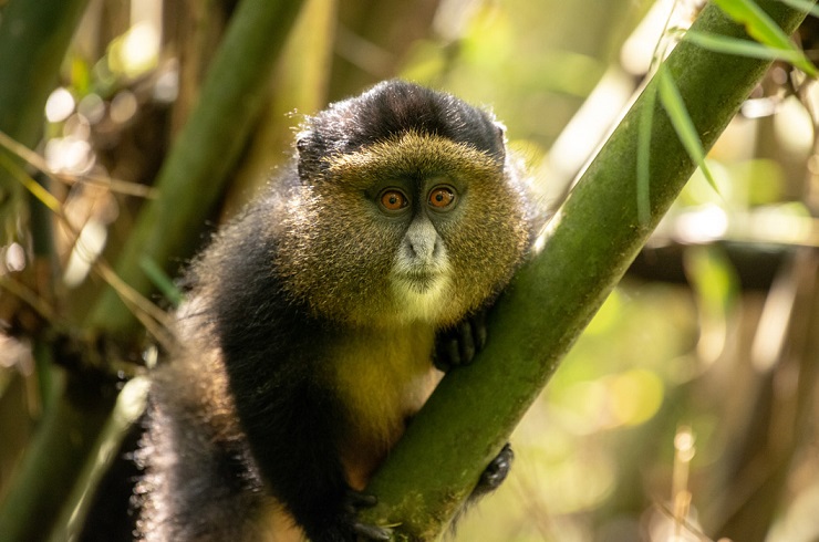 Golden monkey, Rwanda, Uganda