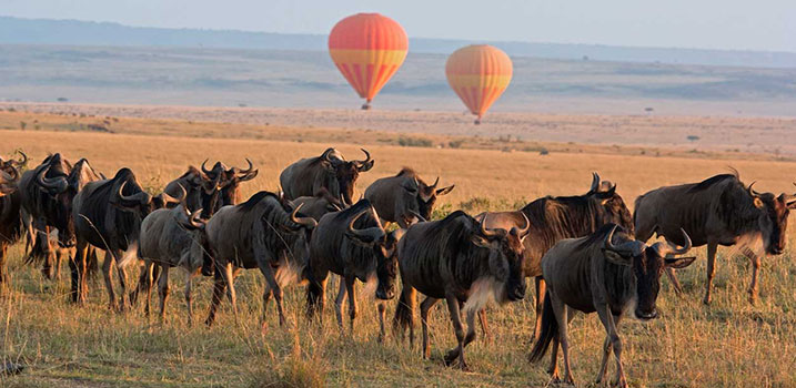 Masai mara, Kenya , Lakato safaris, Uganda