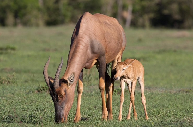 Topi, Uganda, National park, Lakato safaris