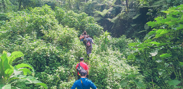 bwindi impenetrable forest