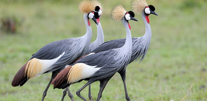 Flag of Uganda, Crested Crane, Colors & Meaning