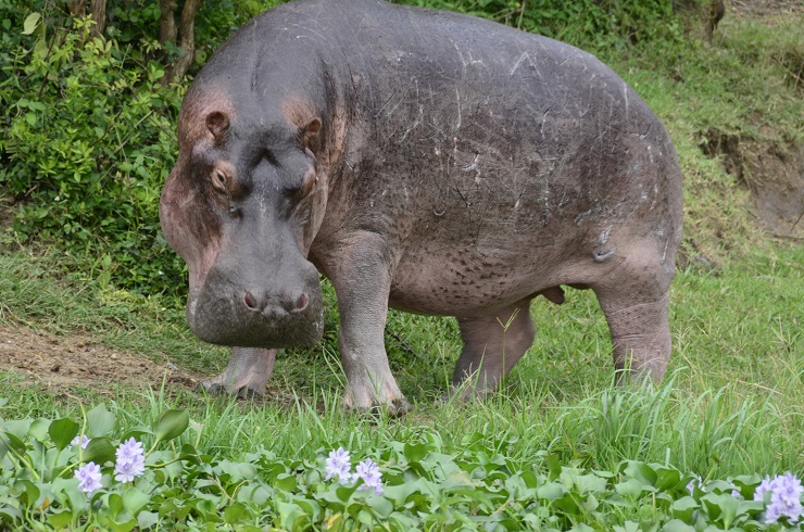 Hippo