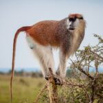 Patas Monkey – Fastest on the Ground