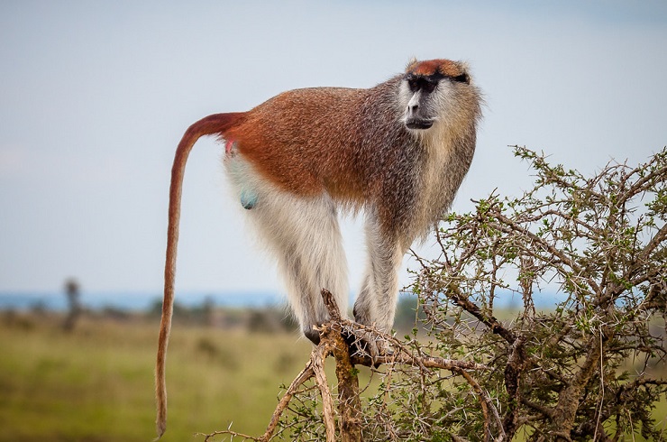 Patas monkey-lakatosafaris