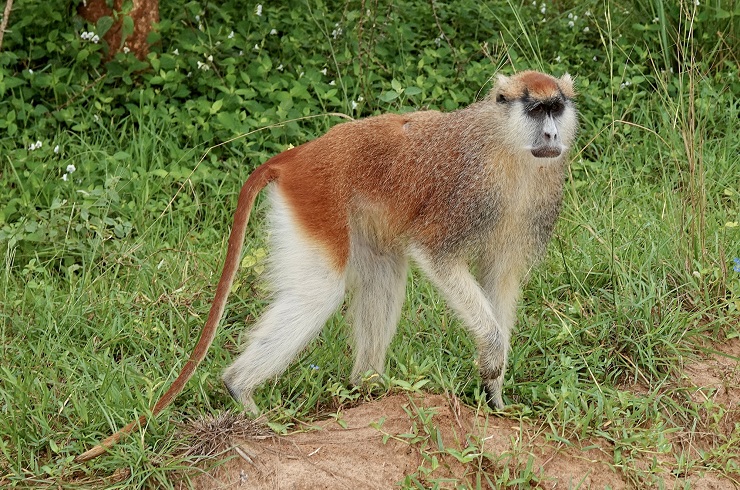 Patas monkey, Uganda, Savannah, National park, Murchison Falls
