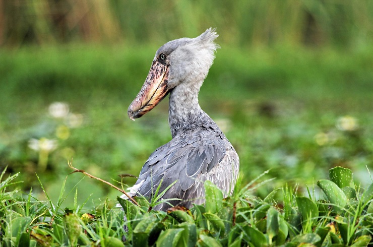 Shoebill