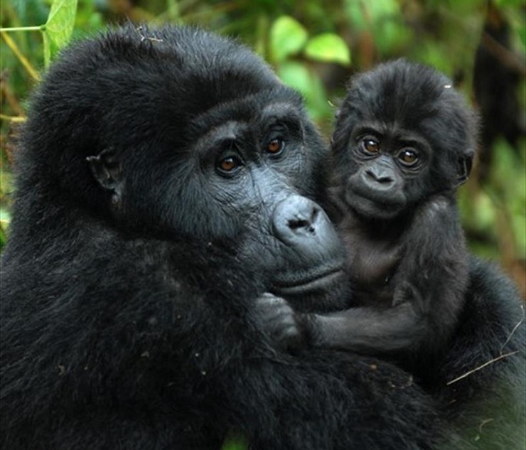 Gorilla, Uganda, Lakato safaris