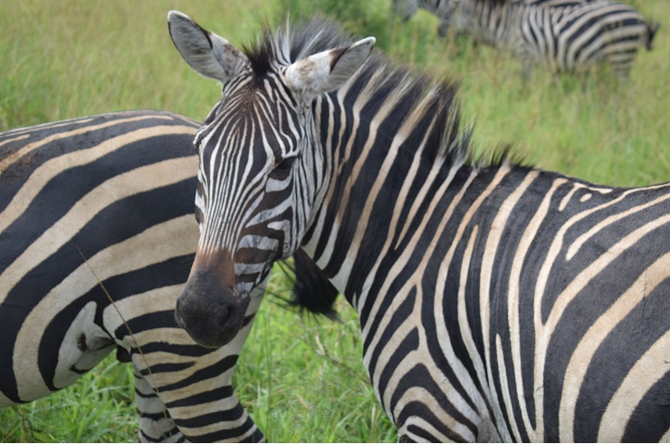 National Park, Lake Mburo