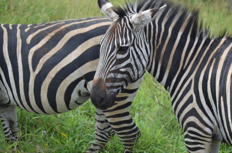 Game viewing, Lake Mburo