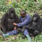 Gorilla, Habituation, Gorilla habitution, Bwindi, National park