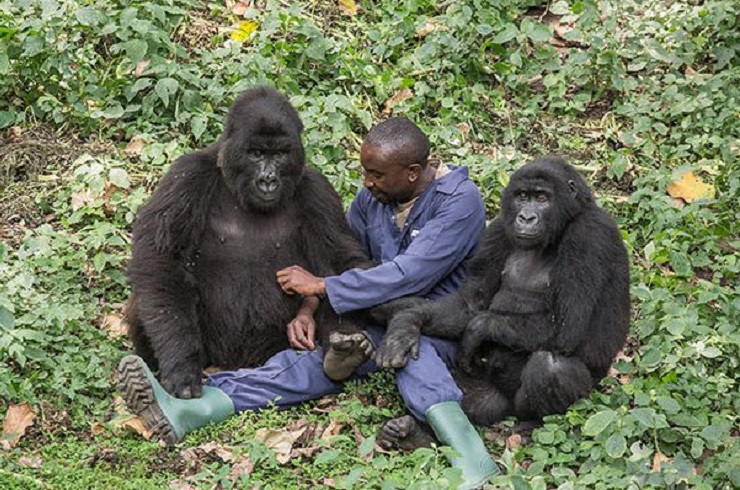 Gorilla, Habituation, Gorilla habitution, Bwindi, National park