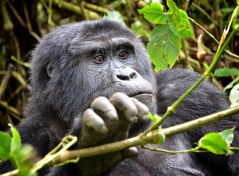 Bwindi Impenetrable National Park