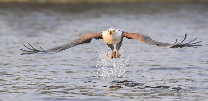 African fish eagle