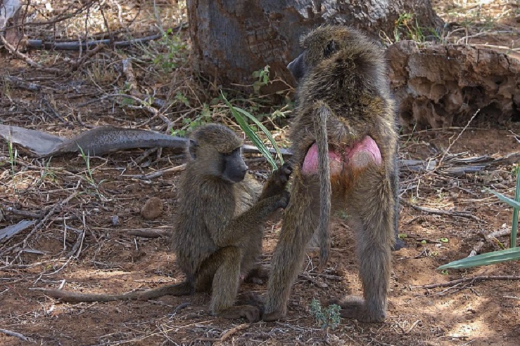 Olive baboon, Murchison Falls