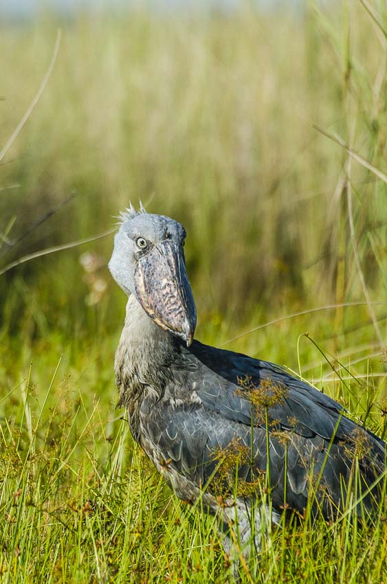 Shoebill