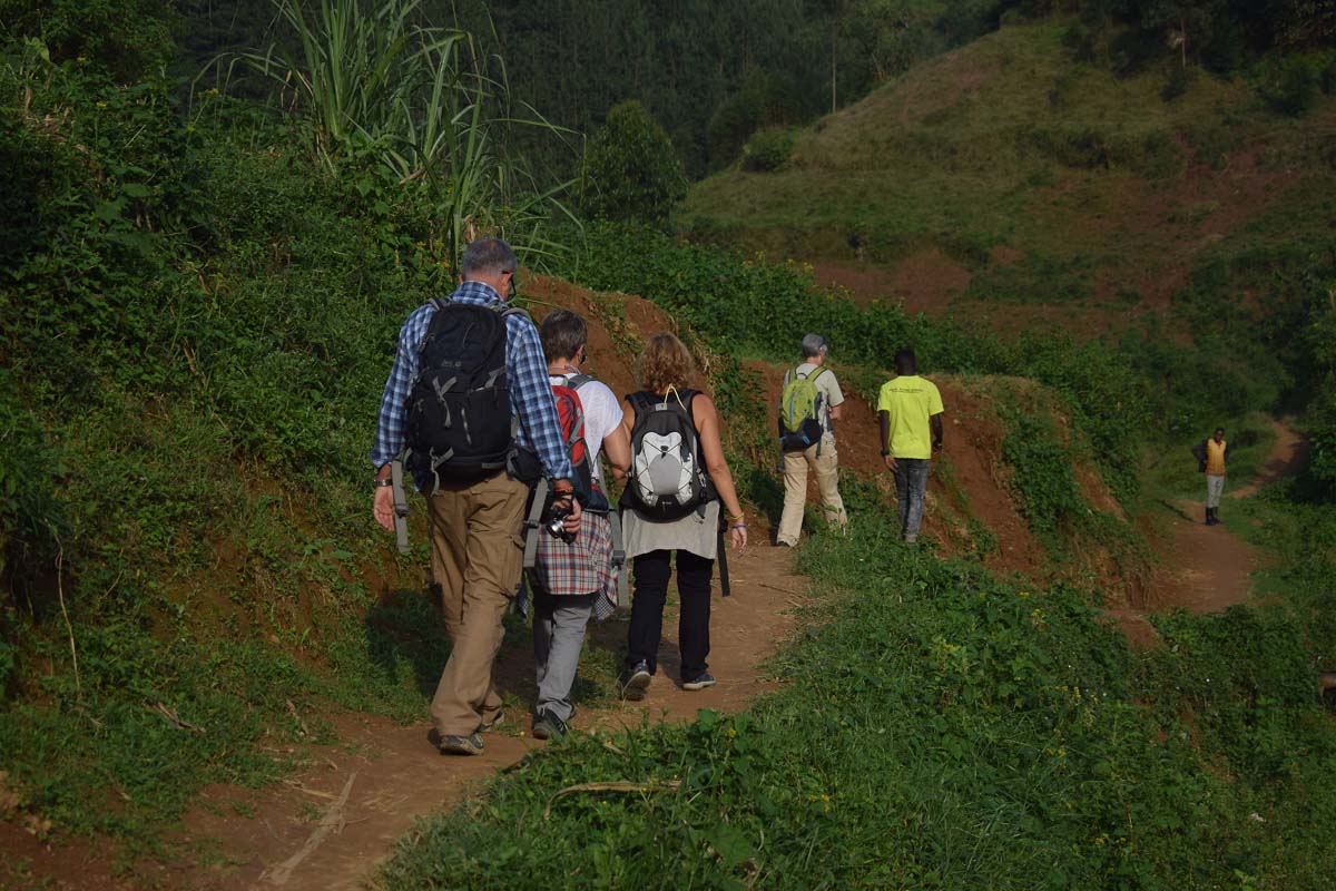 Bwindi, Gorilla