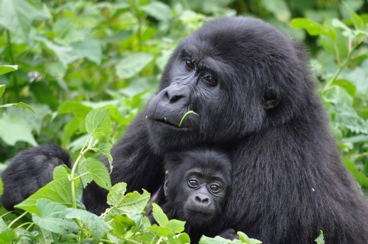 Gorillas, Uganda's, Mountain, Chimpanzee